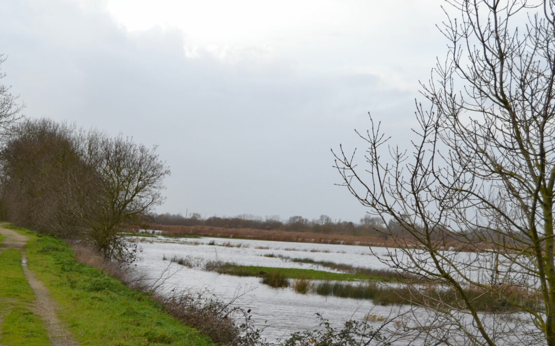Inondations hivernales et remontées de nappe :
un équilibre des marais perturbée