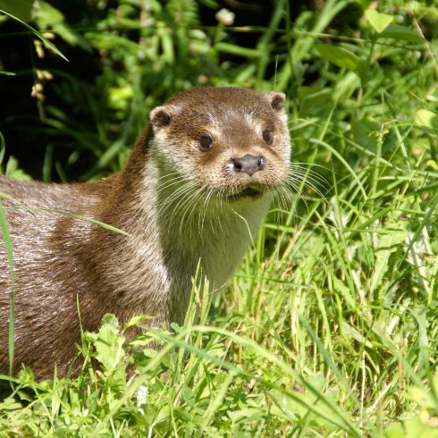 Le Perrier et la préservation de la biodiversité !