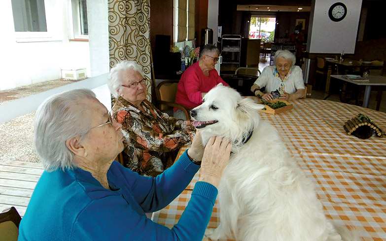 ehpad médiation animale chien