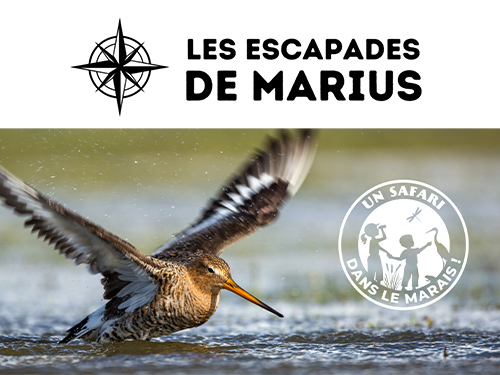 escapades de Marius