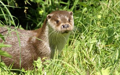 La Loutre d’Europe, une espèce emblématique du marais menacée par le trafic routier