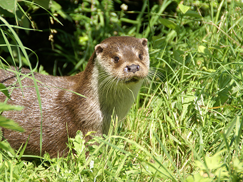 La Loutre d’Europe, une espèce emblématique du marais menacée par le trafic routier