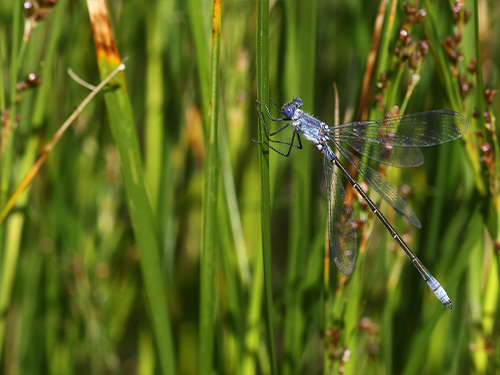 hirondelle de fenêtre