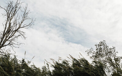 Alerte orange : vents violents