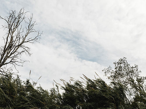 Alerte orange : vents violents