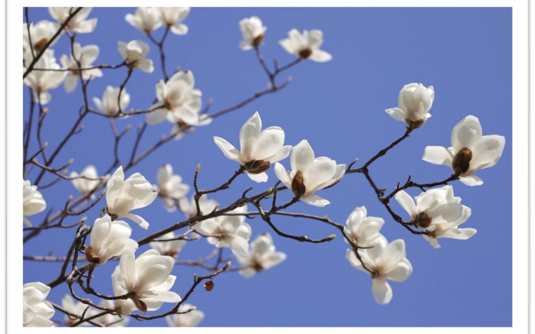 Horaires Bibliothèque Printemps 2026