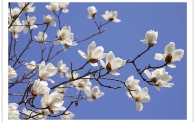 Horaires Bibliothèque Printemps 2026